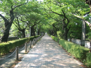 青山霊園